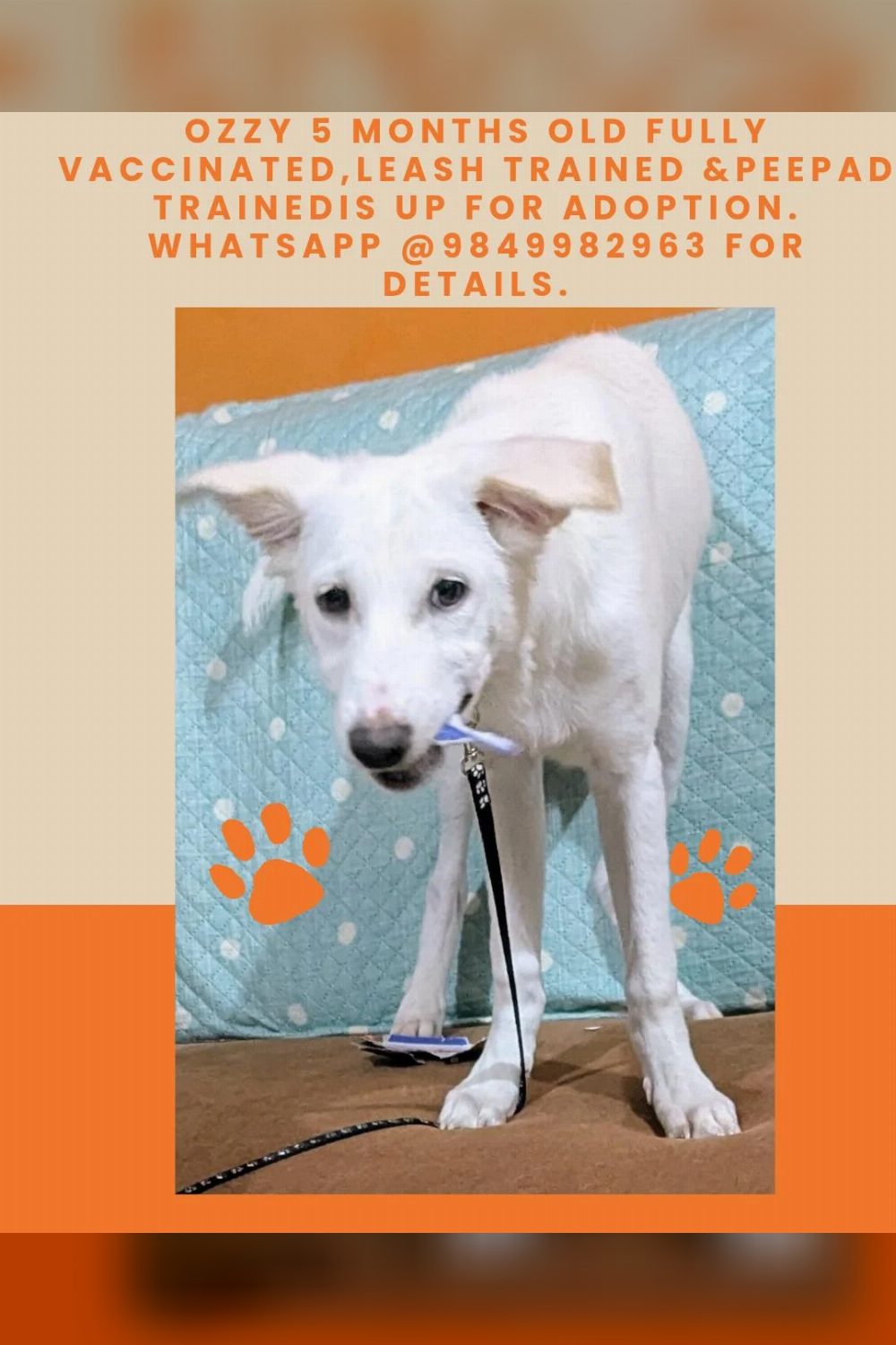 Hyderabad adoption
