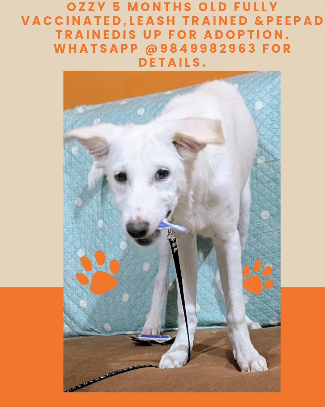 Hyderabad adoption