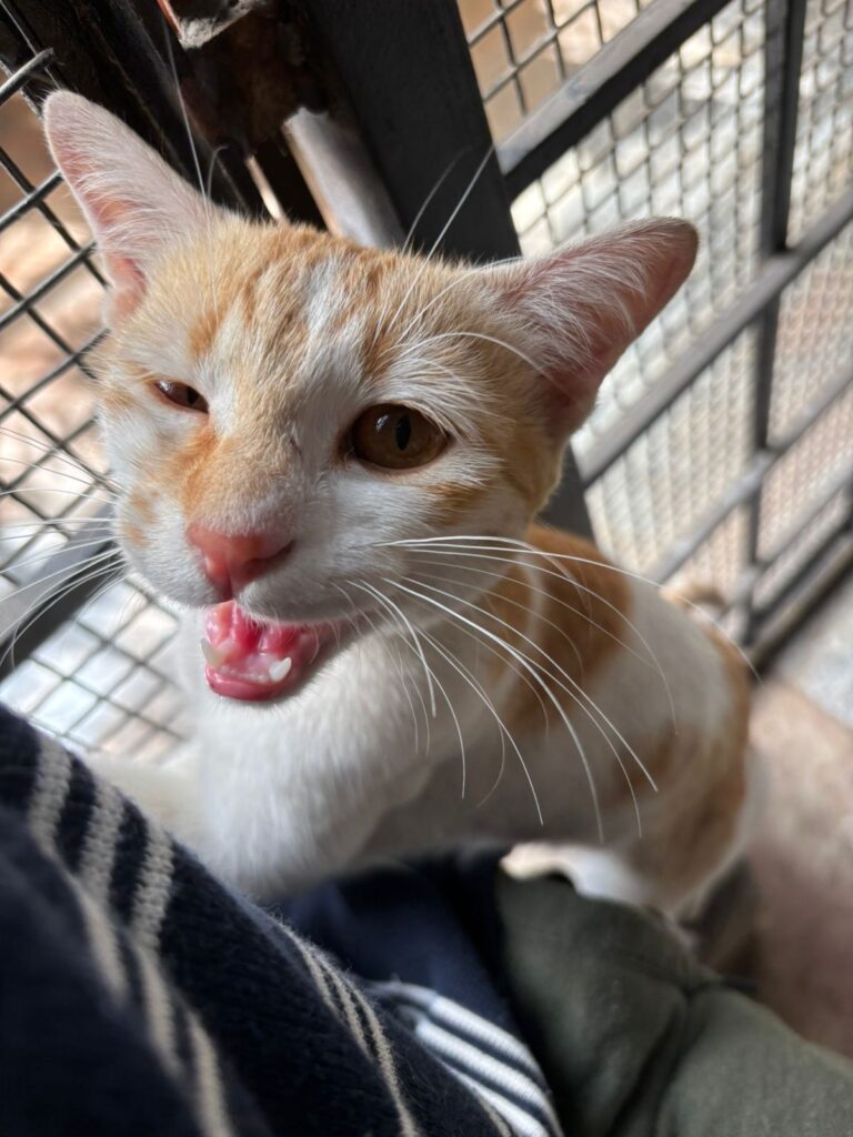 Soanpapdi (6 months old, ginger, female kitten) looking for a forever home in Bangalore