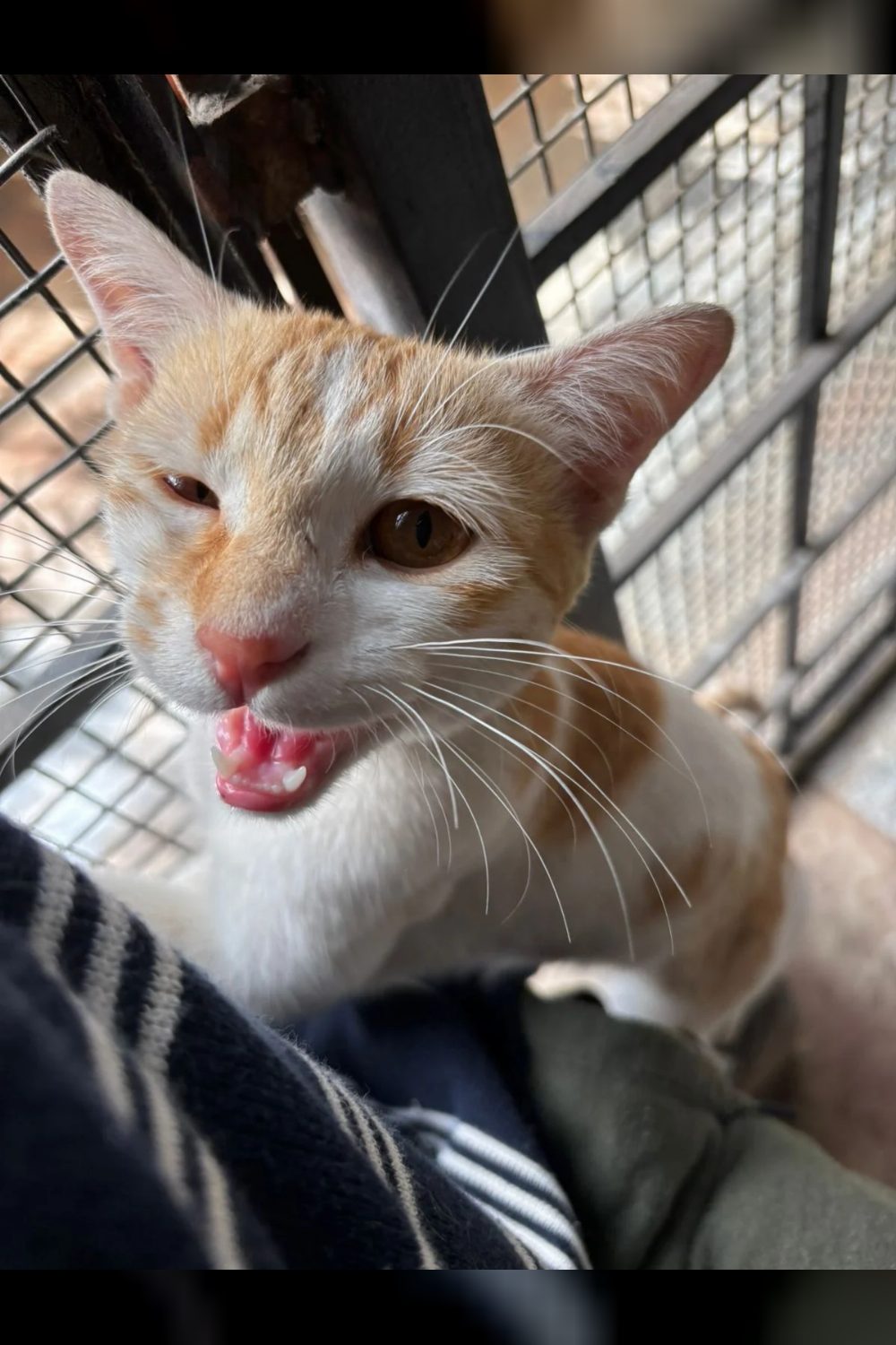 Soanpapdi (6 months old, ginger, female kitten) looking for a forever home — Bengaluru