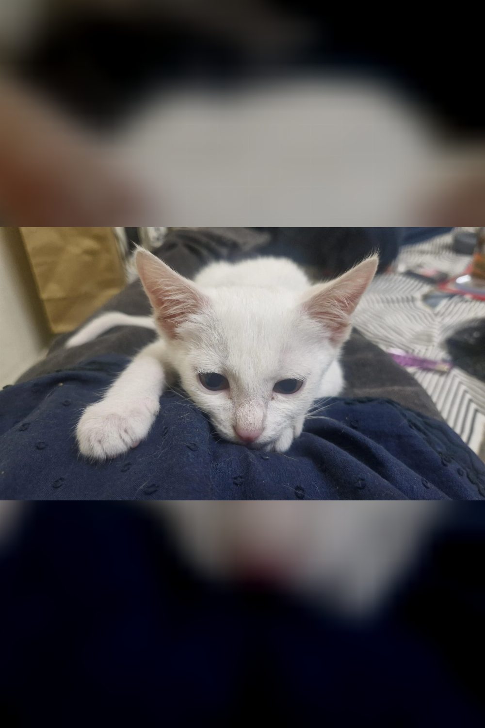 Adopt Mello — Bengaluru
