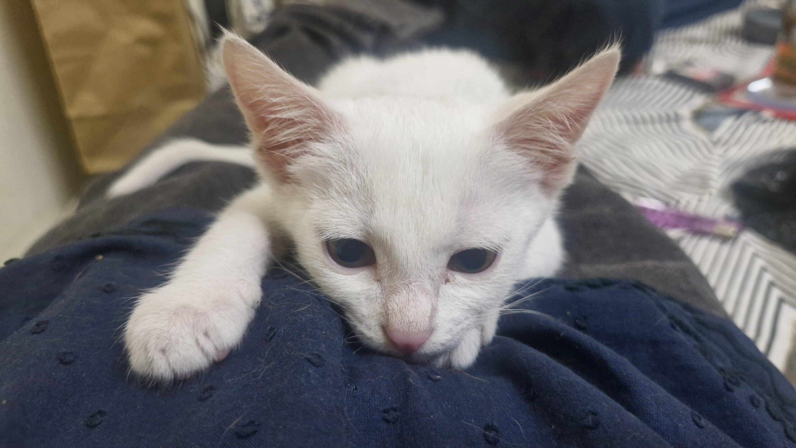 adopt mello