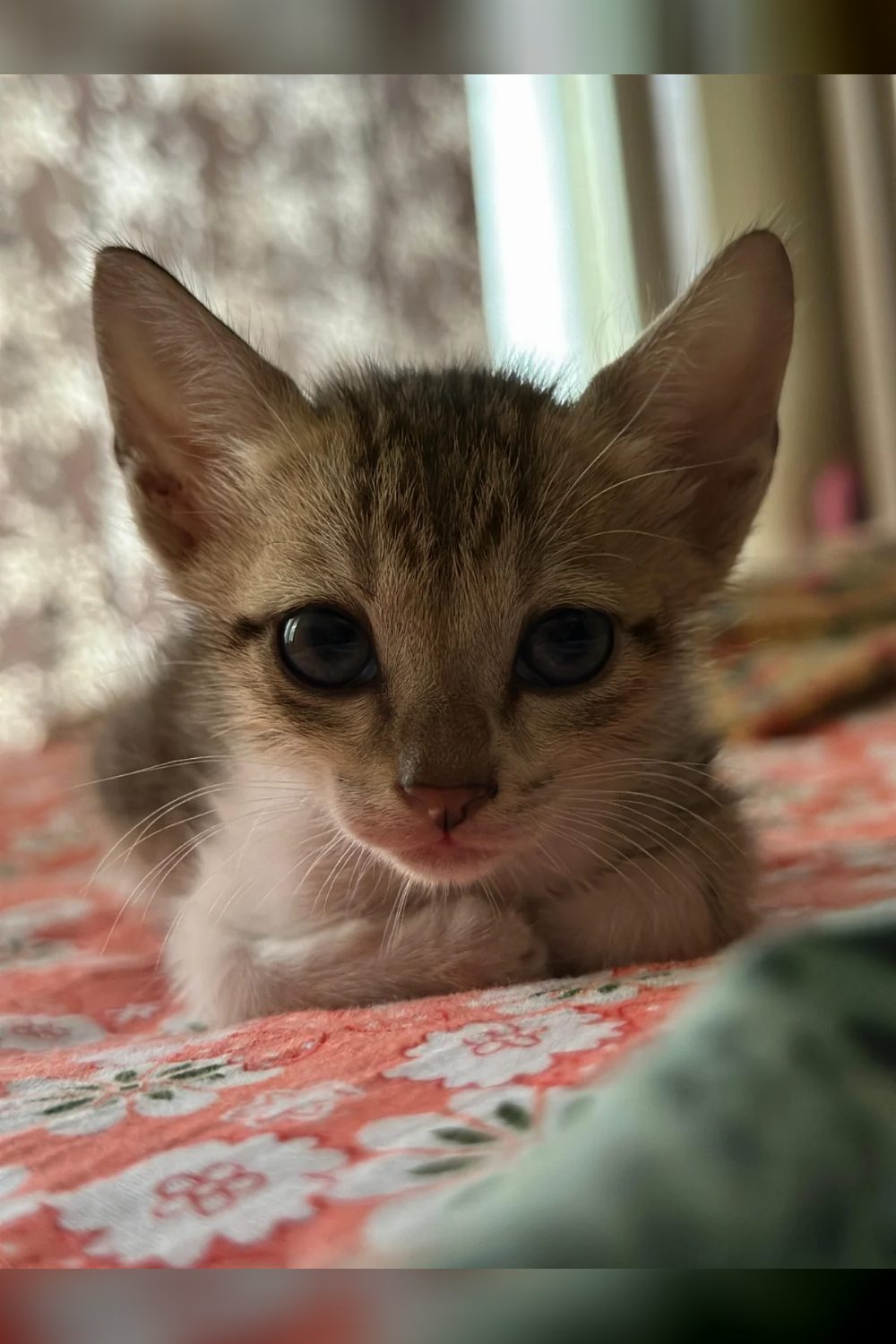 Luna Lovegood is looking for someone to adopt her, wizard or muggle! — Mumbai