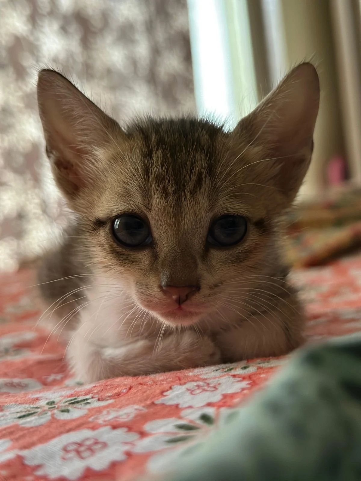 Luna Lovegood is looking for someone to adopt her, wizard or muggle! — Mumbai