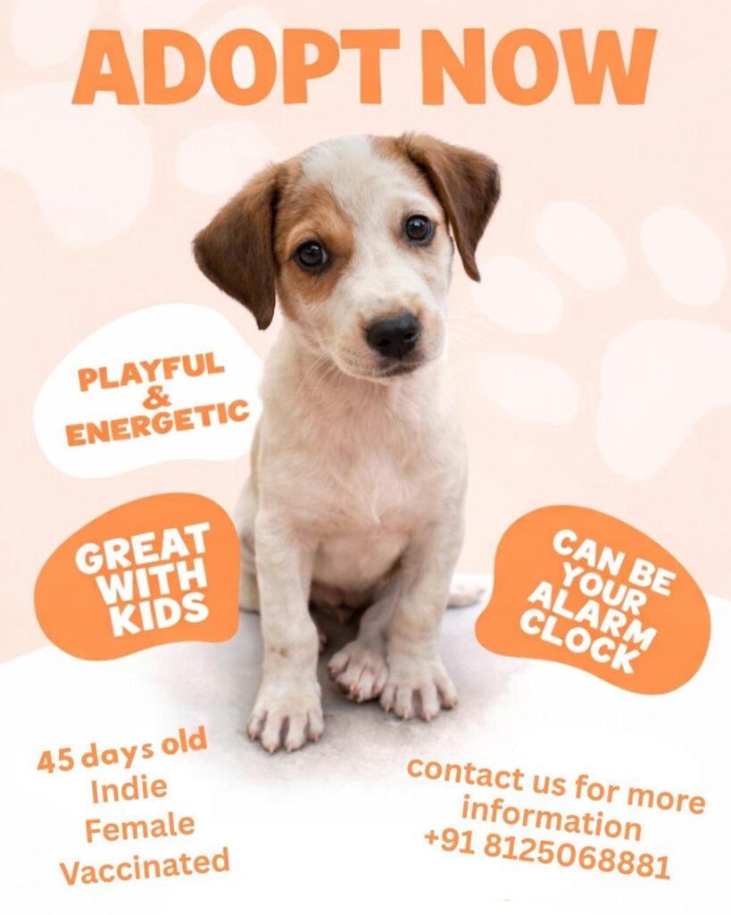 Hyderabad indie pup adoption