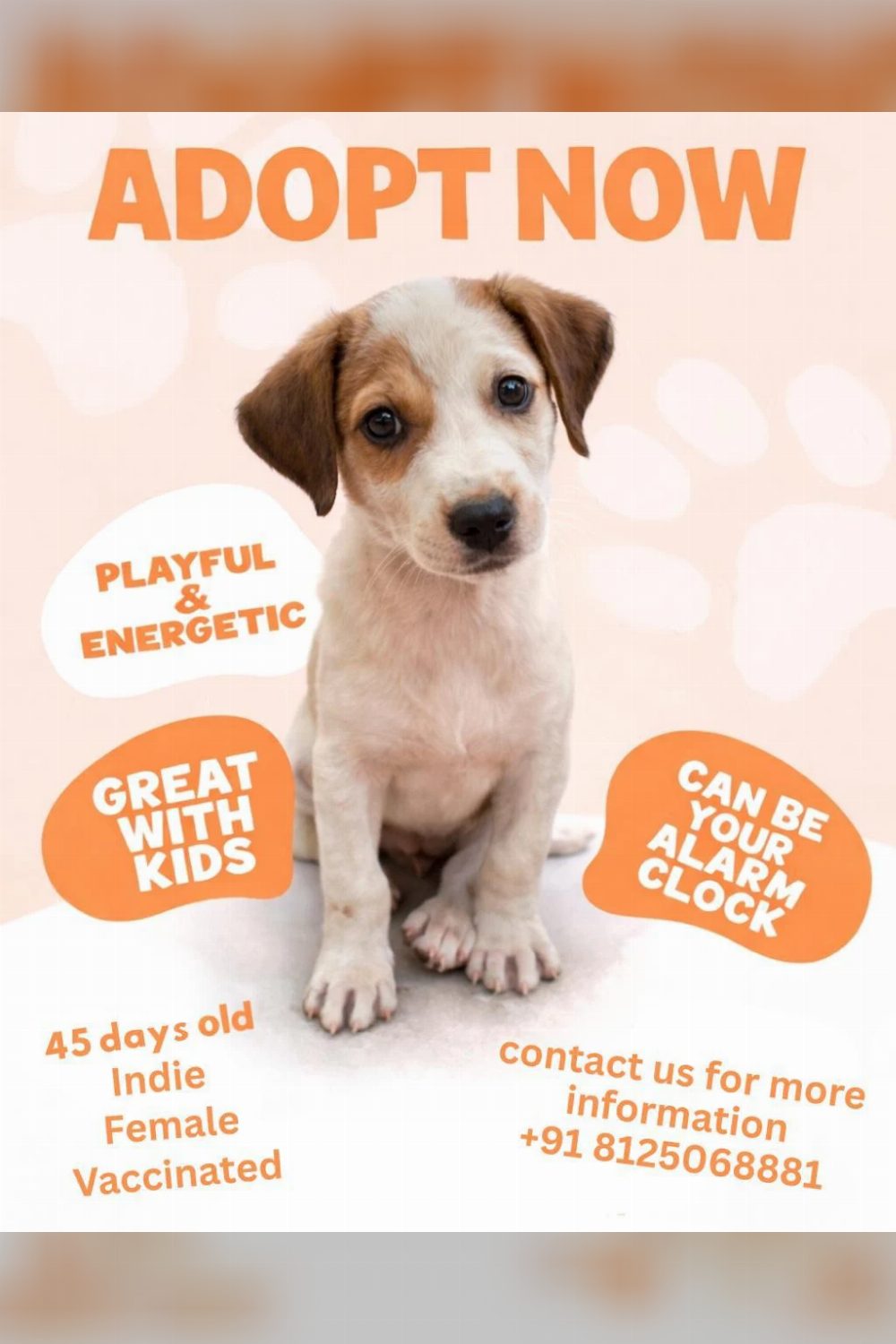 Hyderabad indie pup adoption