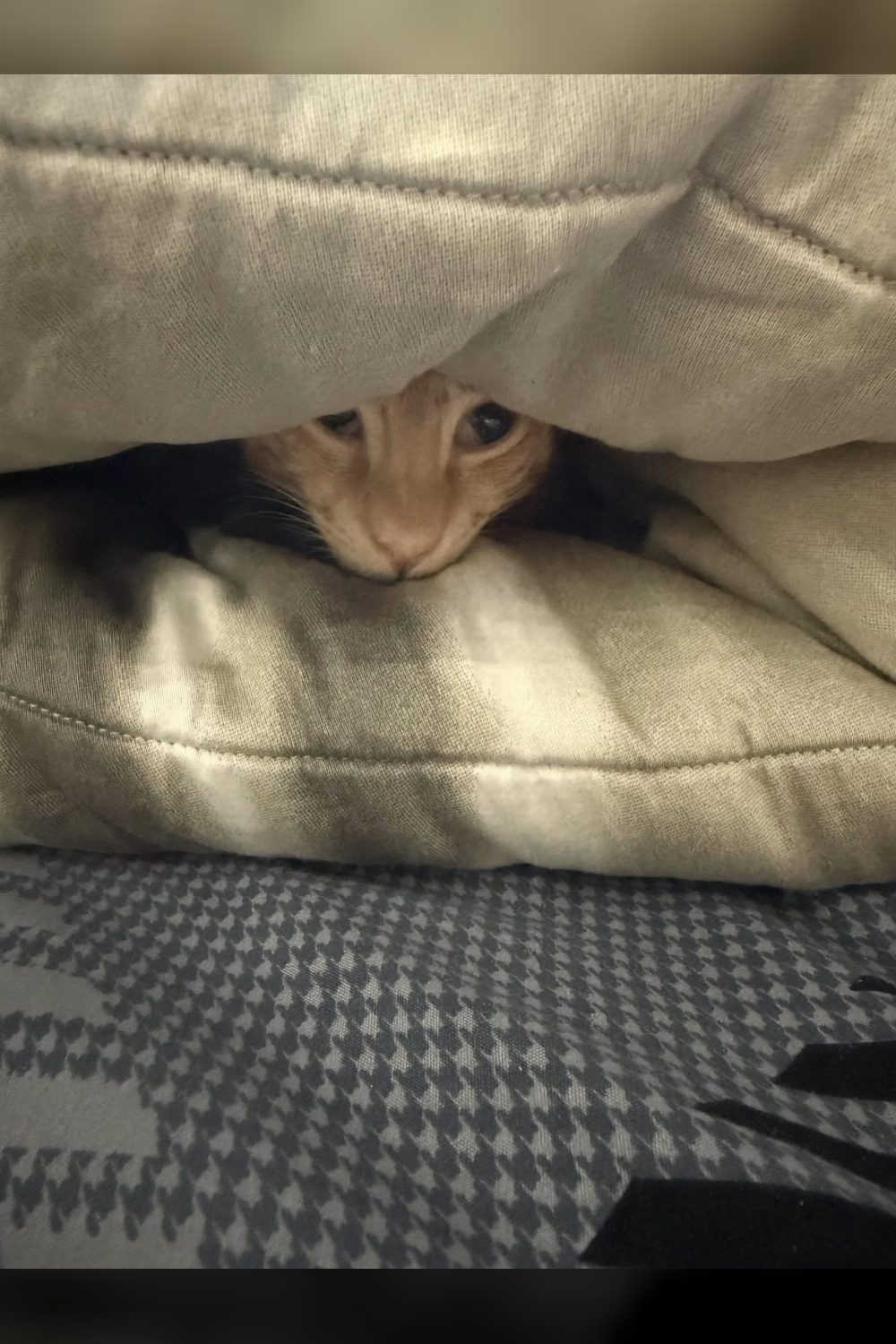 Offering Temporary Foster Care for Adult Cats in Gurgaon — Delhi NCR