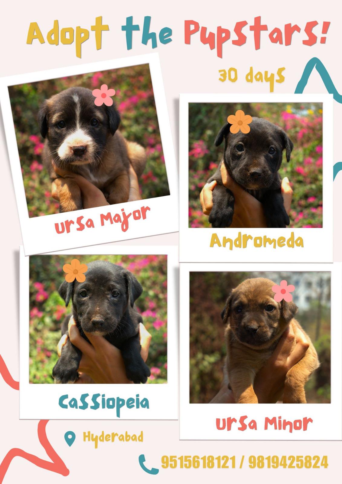 ✨️✨️Say Hellooo to PupStars!✨️✨️
