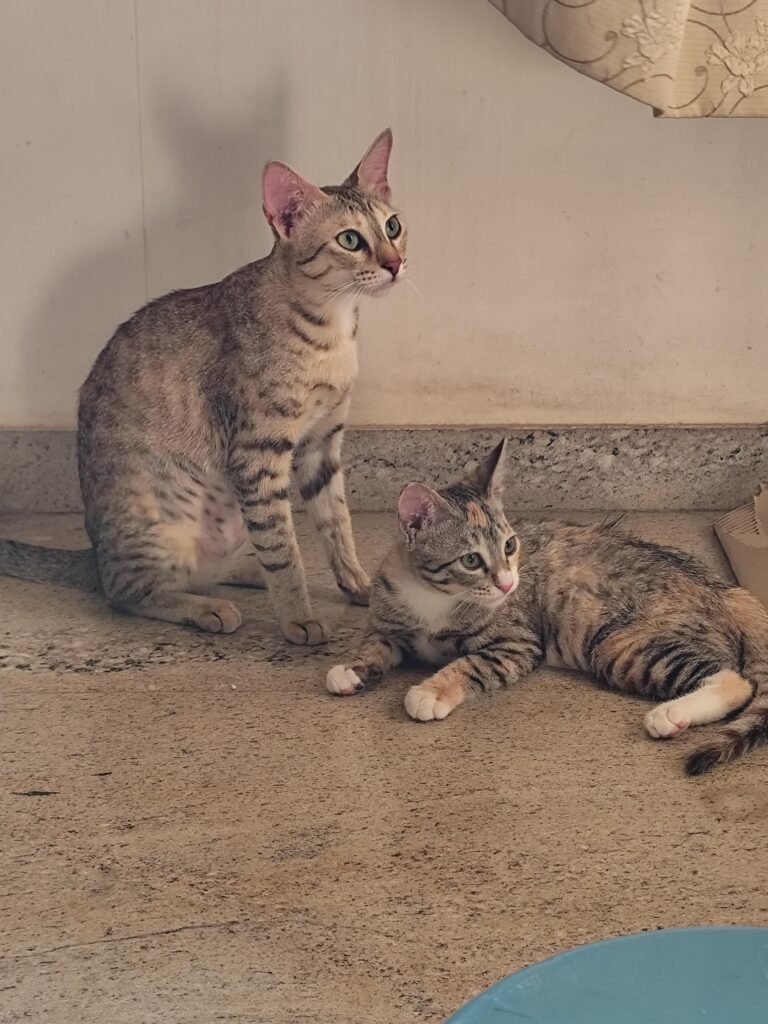 Trying to get two adorable Tabby cats adopted, preferably together!