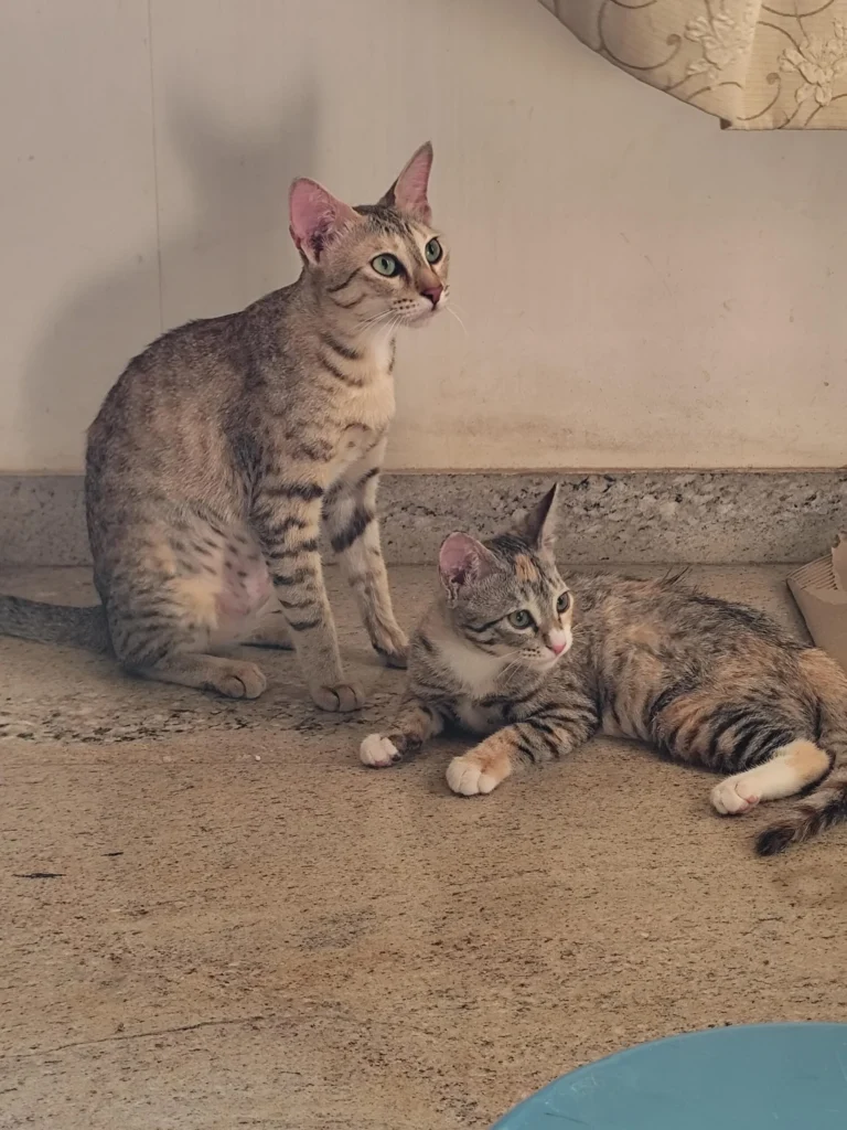 Trying to get two adorable Tabby cats adopted, preferably together!