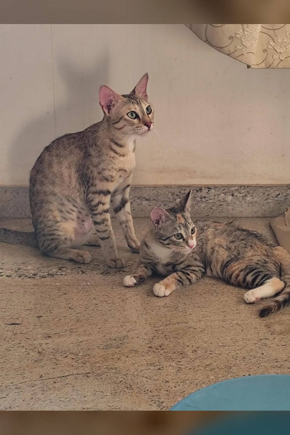 Trying to get two adorable Tabby cats adopted, preferably together! — Bengaluru