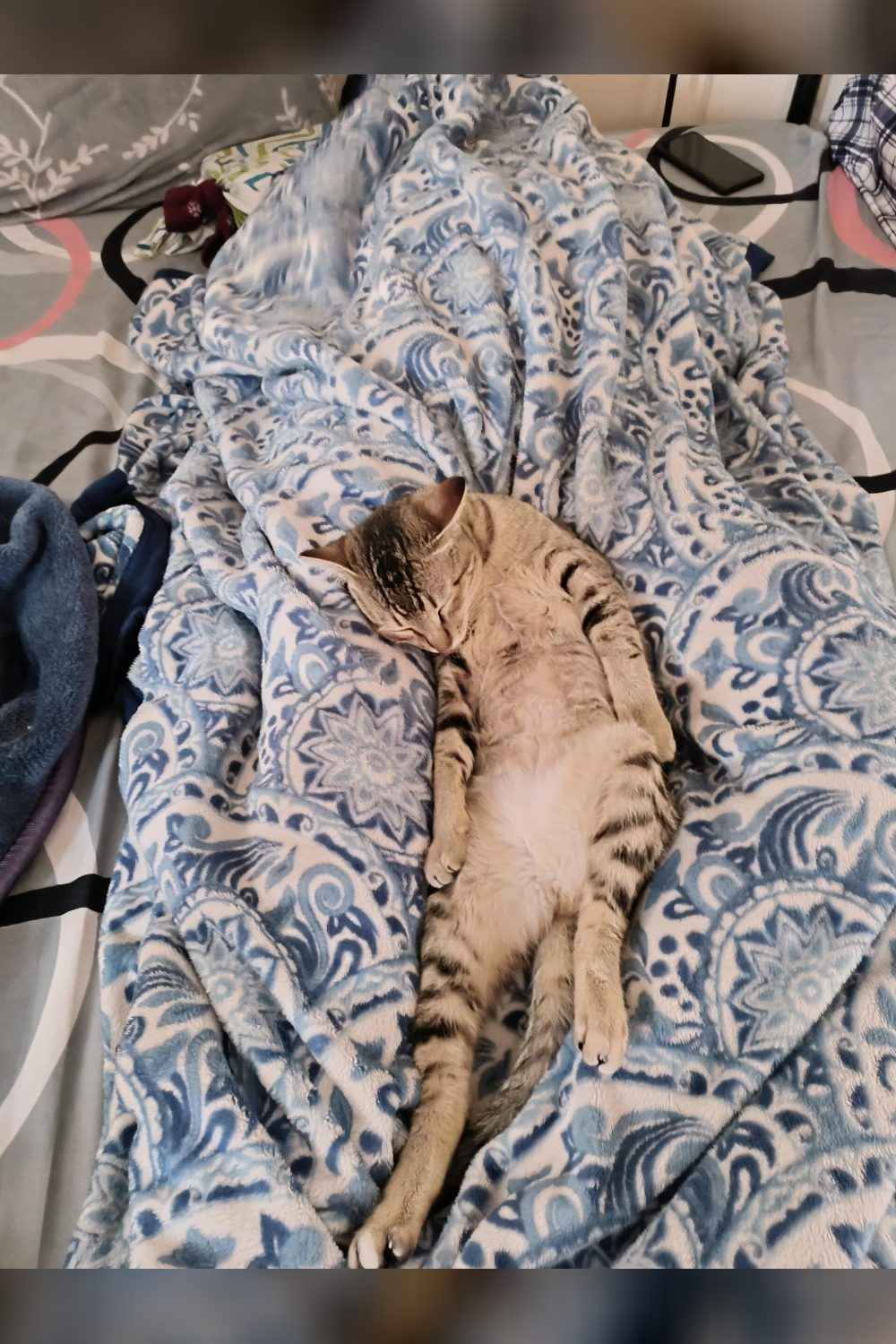 Kitten for adoption — Delhi NCR