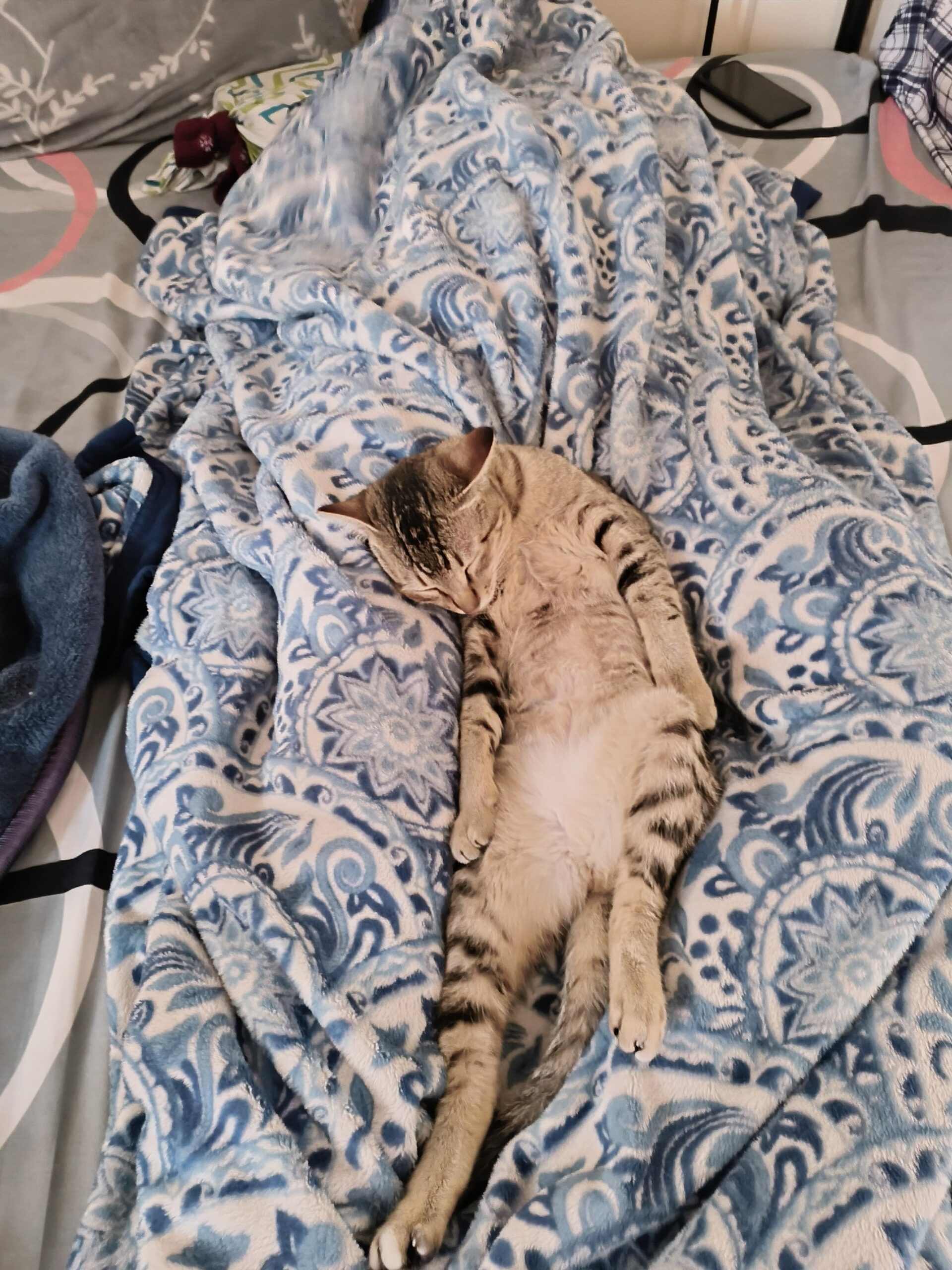 Kitten for adoption