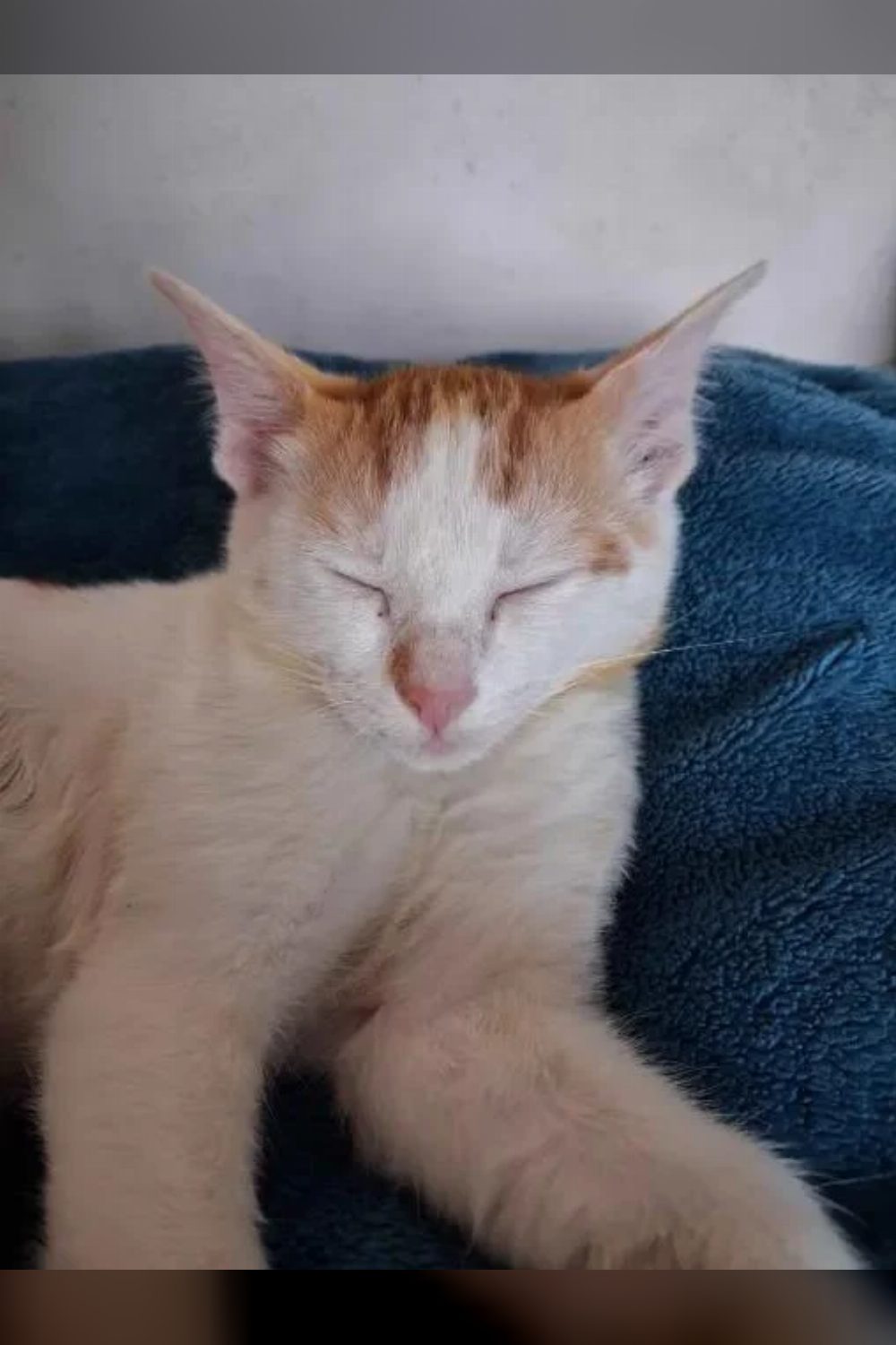 Adopt Chinku