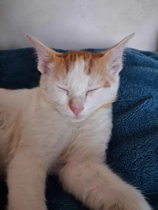 Adopt Chinku[Pune]
