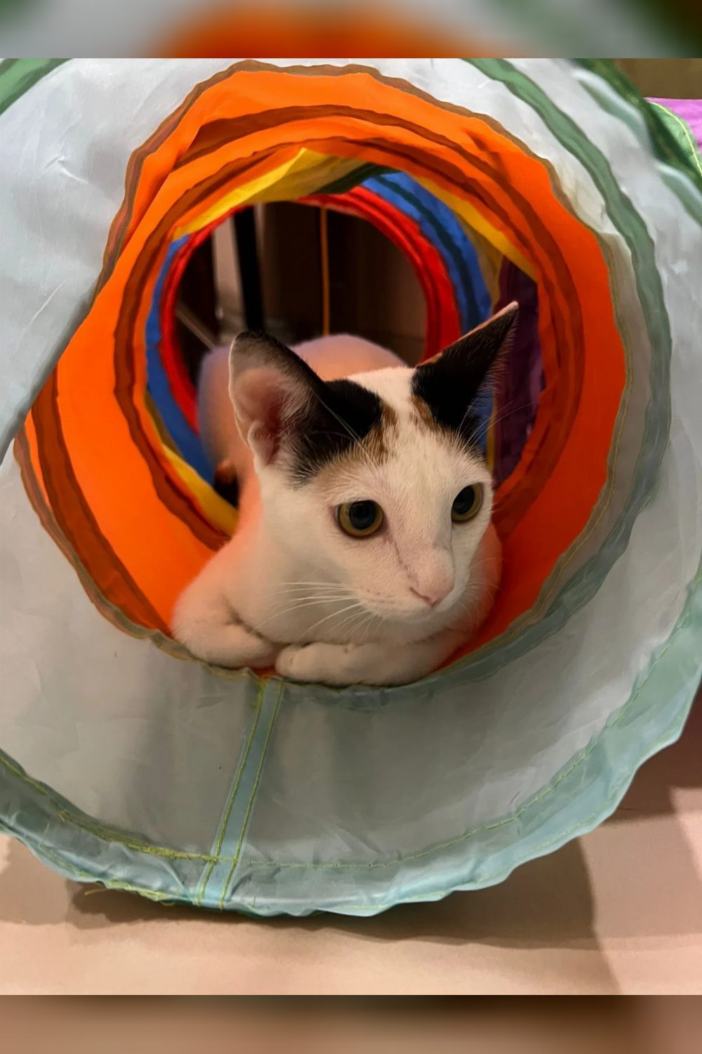 Adopt Tilly! π Sweet, 2.5yo Indian cat looking for her forever home β Mumbai