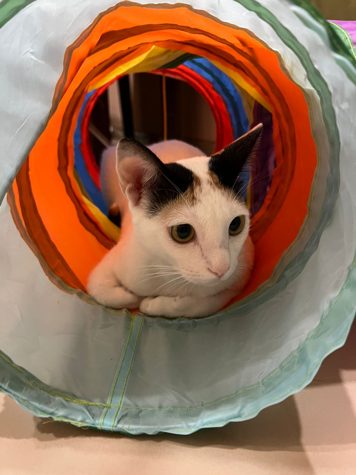 Adopt Tilly! 💛 Sweet, 2.5yo Indian cat looking for her forever home