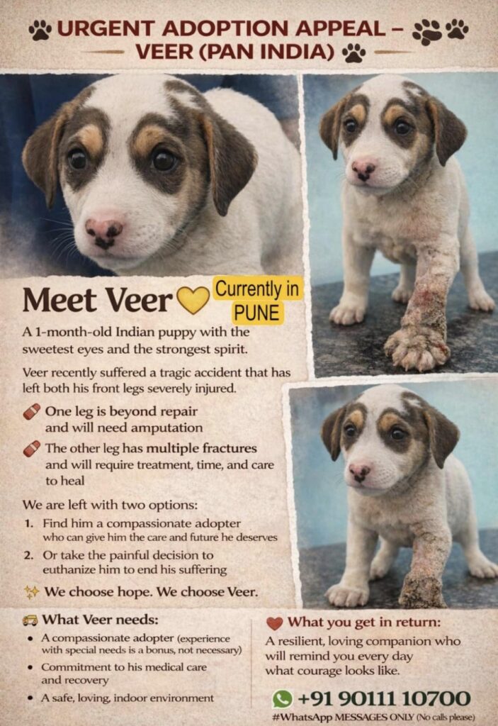 Puppy for adoption in Pune