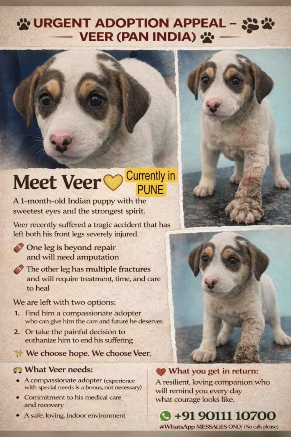 Puppy for adoption — Pune