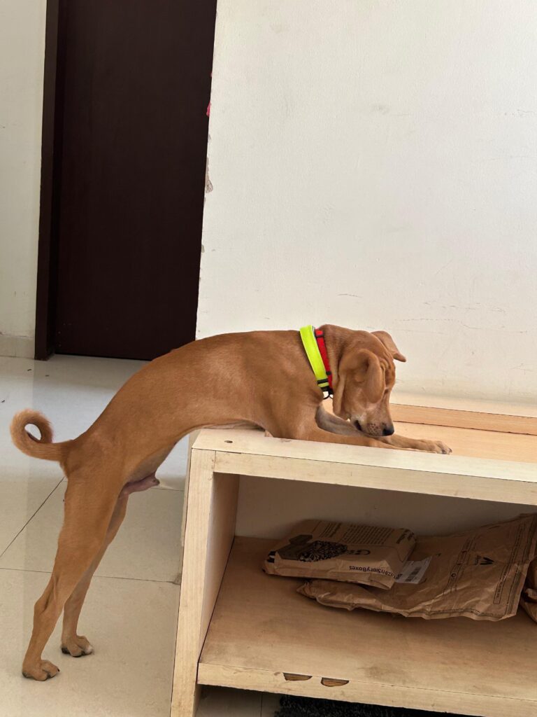 Puppy for adoption