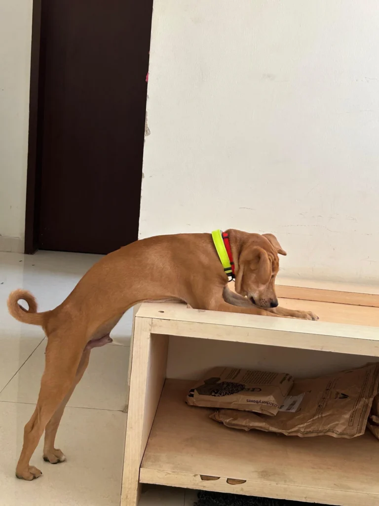 Puppy for adoption