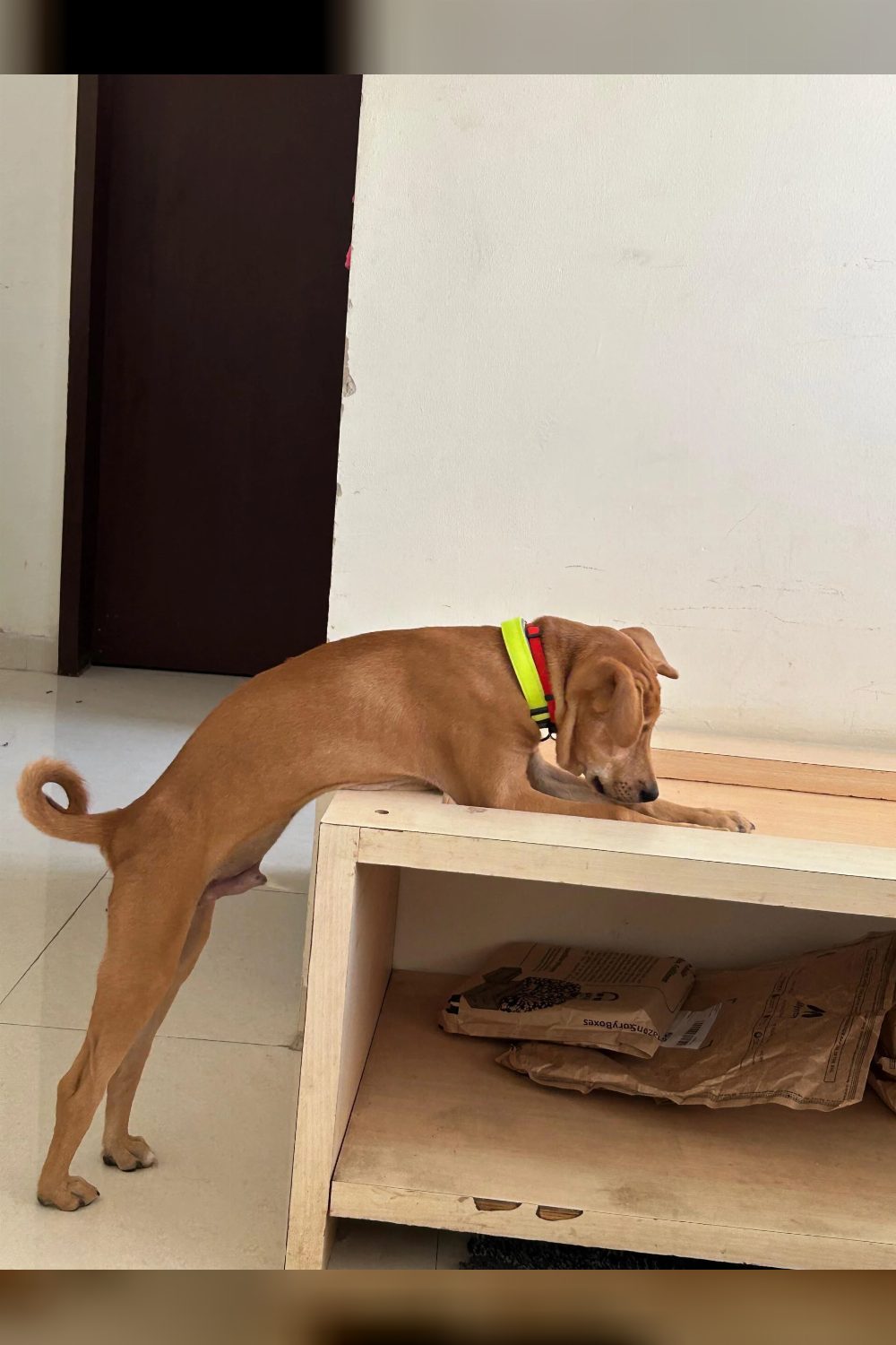 Jerry, a 3-month-old male puppy for adoption — Pune