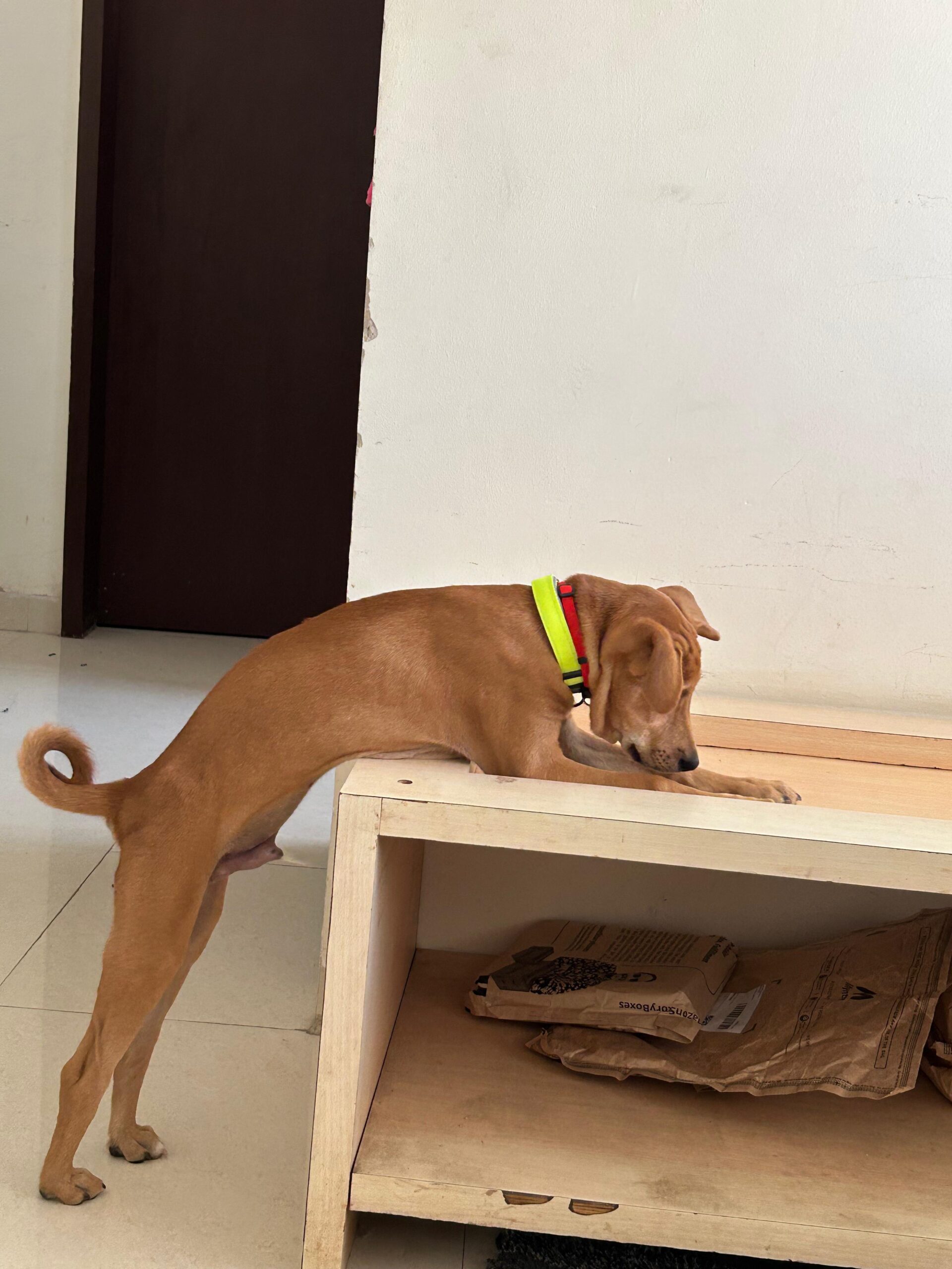 Puppy for adoption