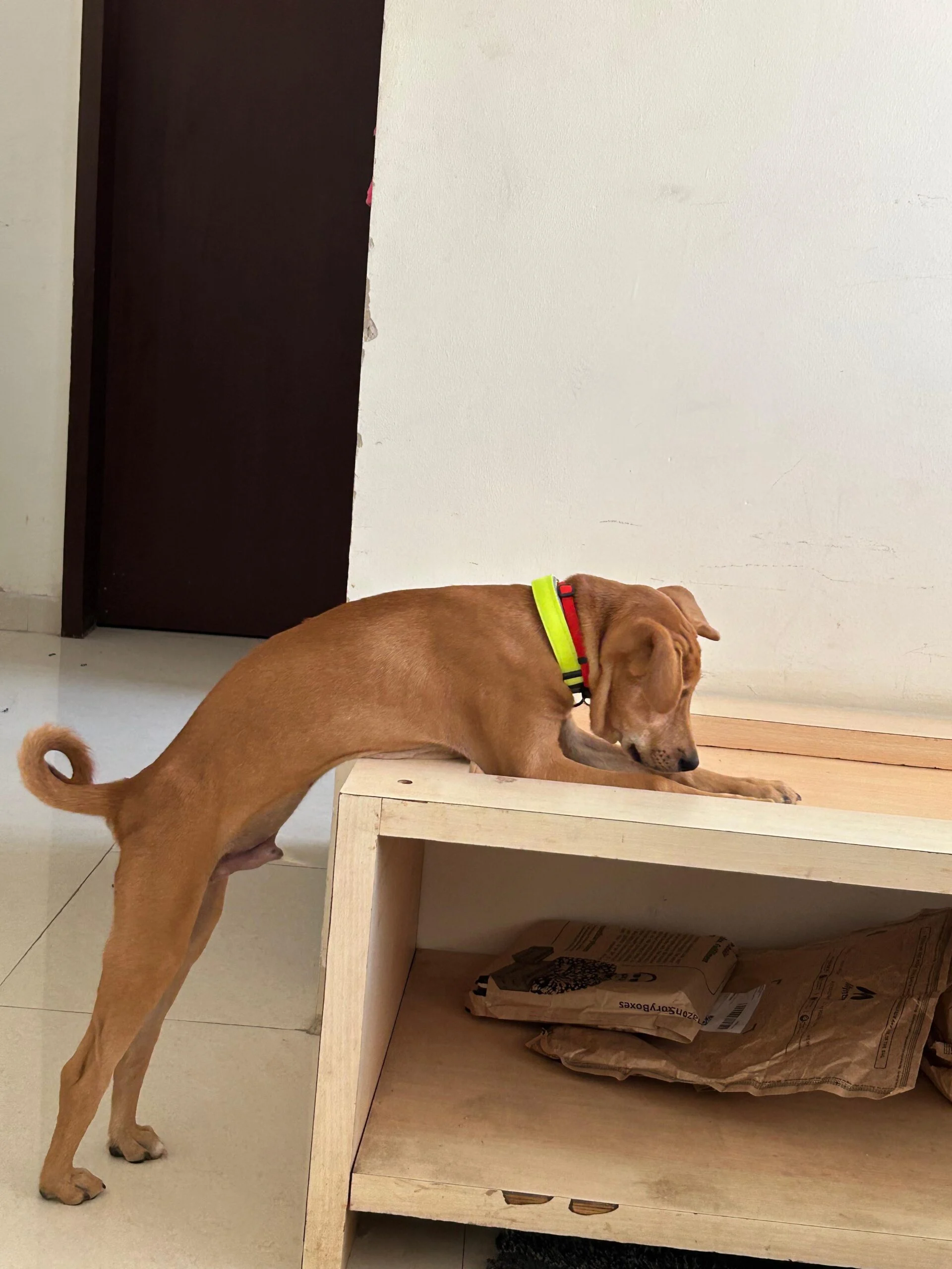 Puppy for adoption