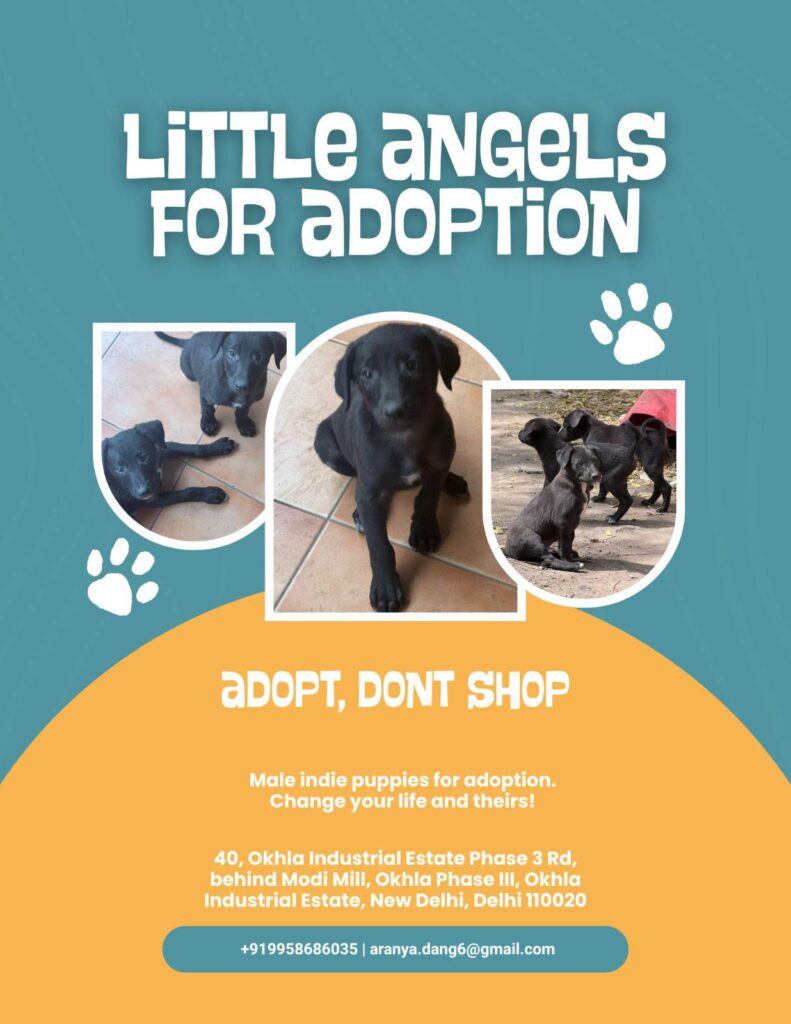 Puppies for adoption in Okhla, Delhi