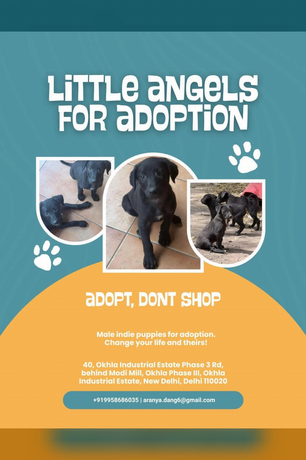 Puppies for adoption in Okhla, Delhi