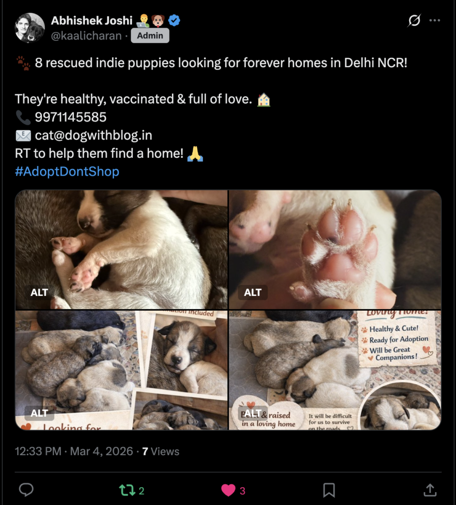 πΎ 8 Rescued Indie Puppies Up for Adoption β Delhi NCR | Vaccinated & Ready for Forever Homes!