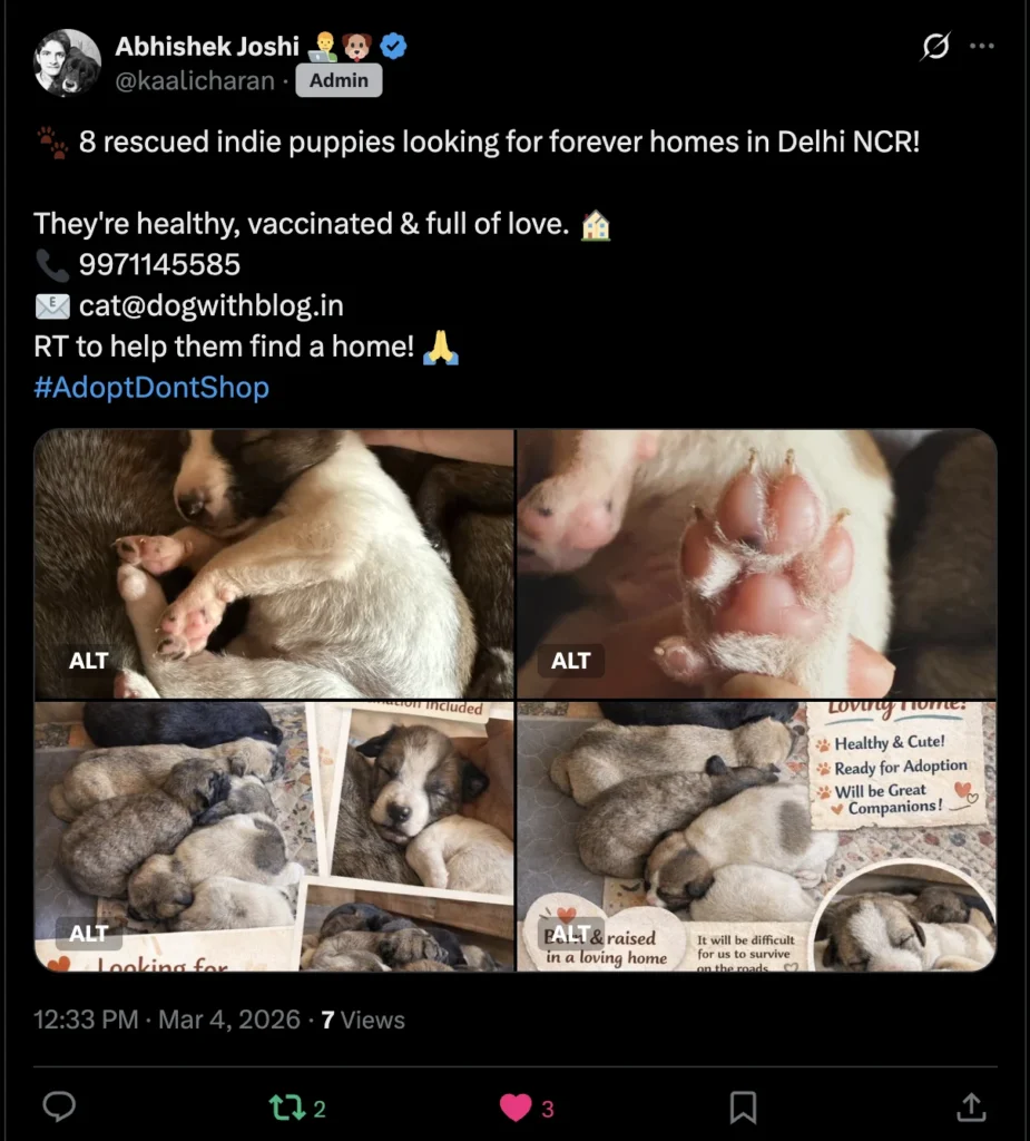 Eight vaccinated rescued indie puppies up for adoption in Delhi NCR