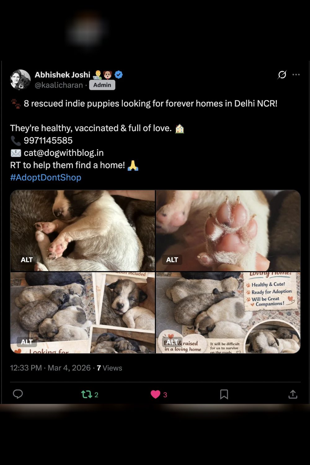 ๐พ 8 Rescued Indie Puppies Up for Adoption โ Delhi NCR | Vaccinated & Ready for Forever Homes!