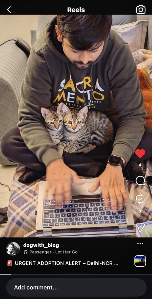 Kittens for adoption in Delhi