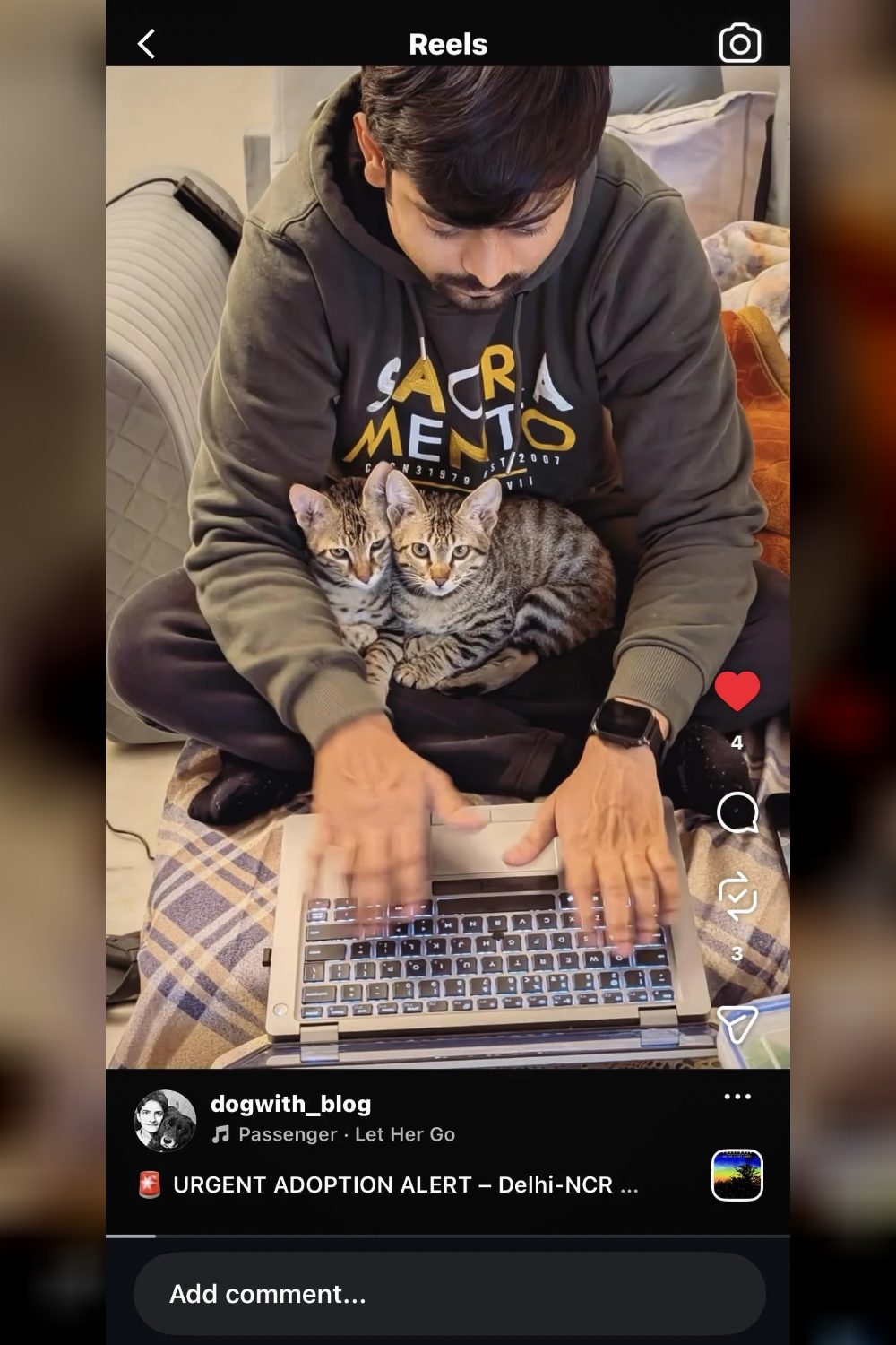 5-month-old kitten for adoption — Delhi NCR