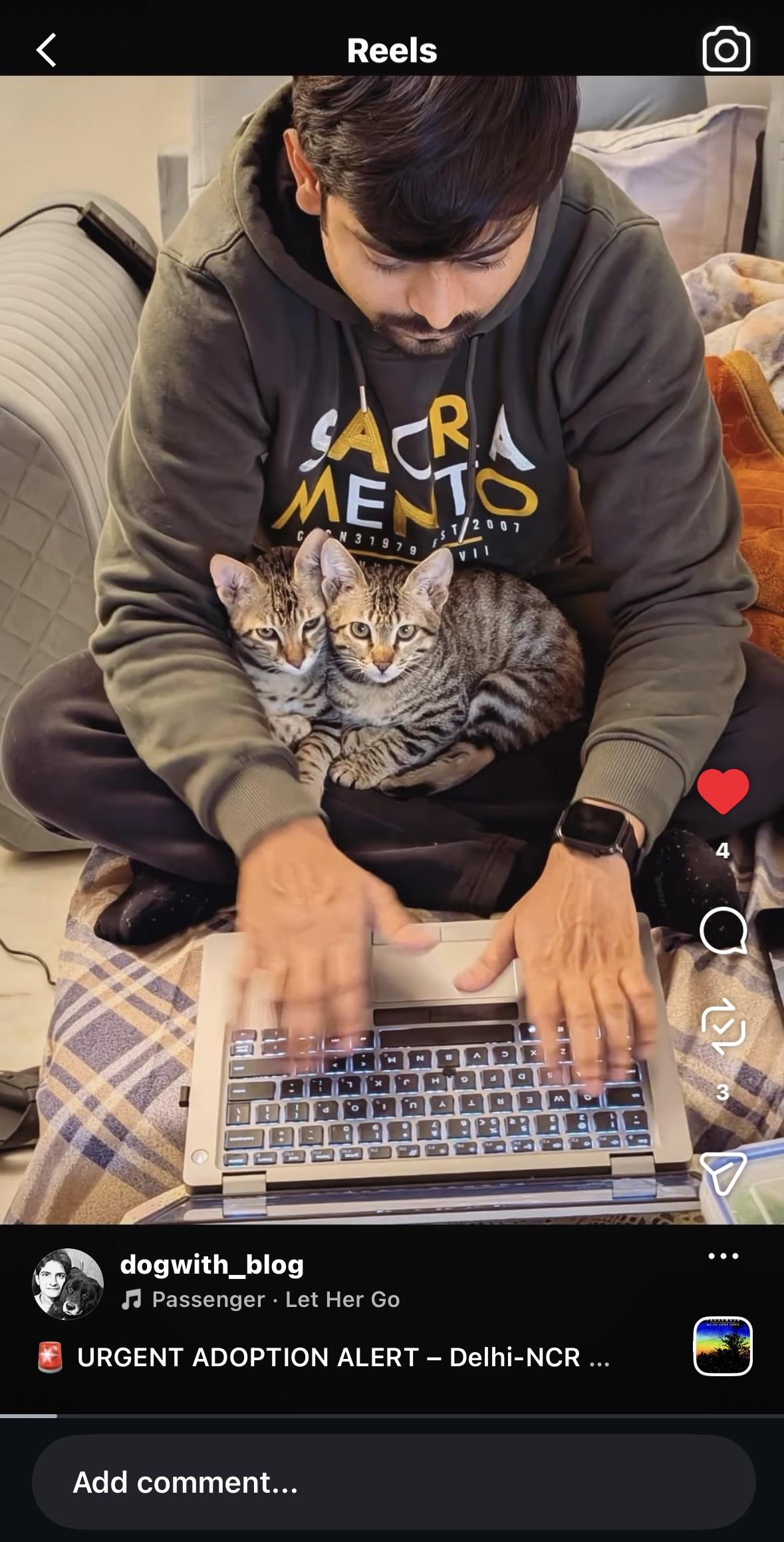 Kittens for adoption in Delhi