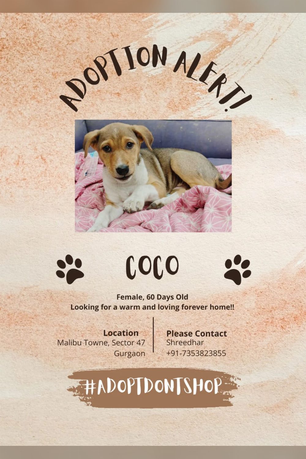 5 adorable and spunky puppies up for adoption — S. 47, Gurgaon — Delhi NCR