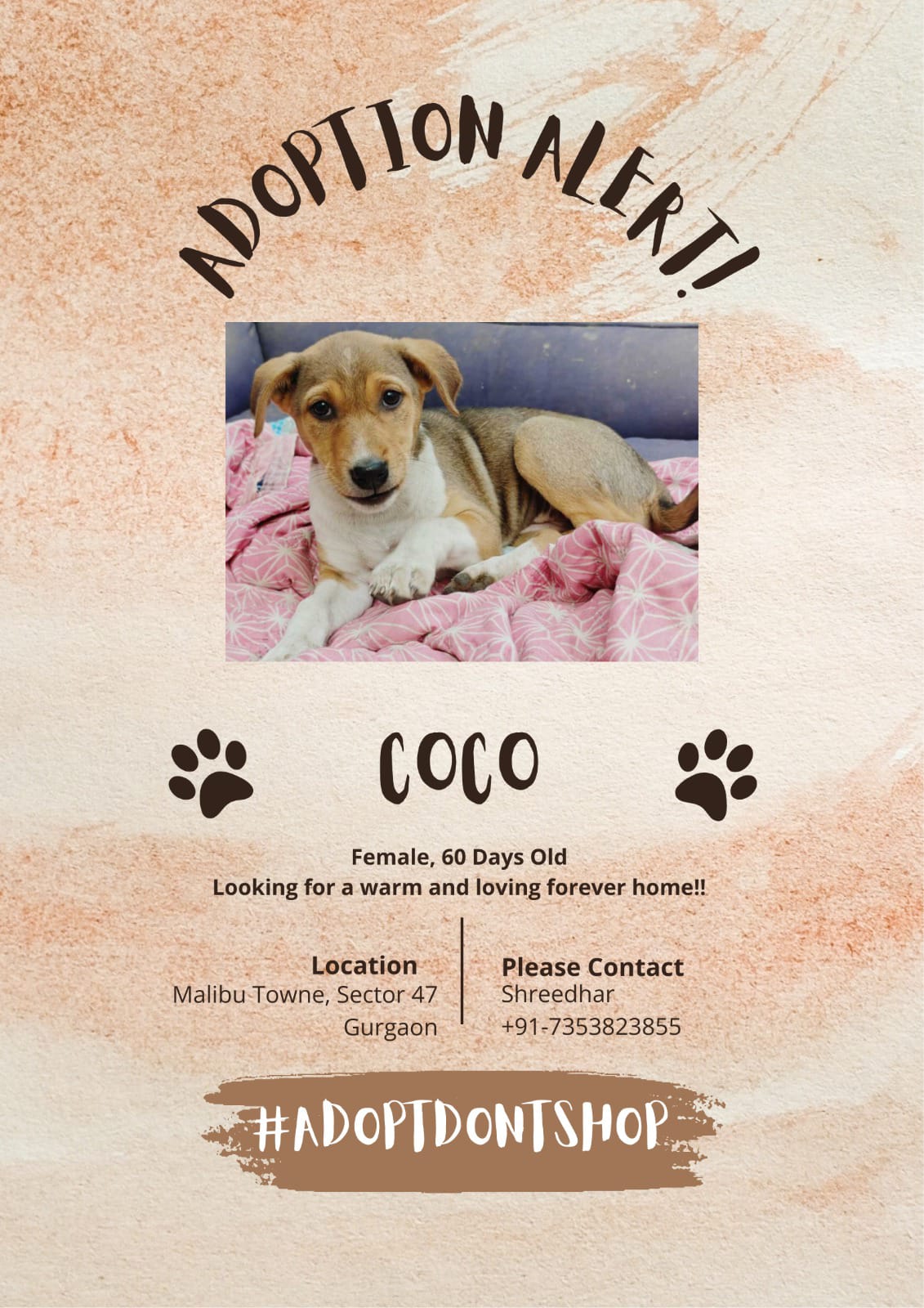 5 adorable and spunky puppies up for adoption - S. 47, Gurgaon