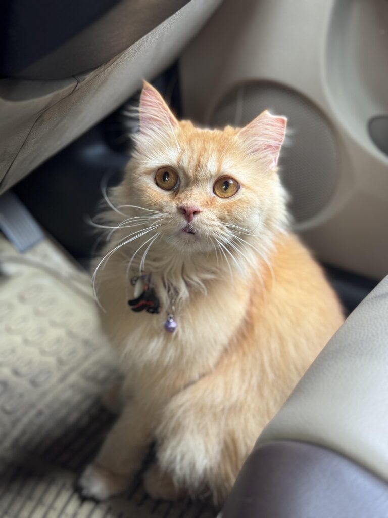 Adoption Appeal for Mitthie - the abandoned persian♥️