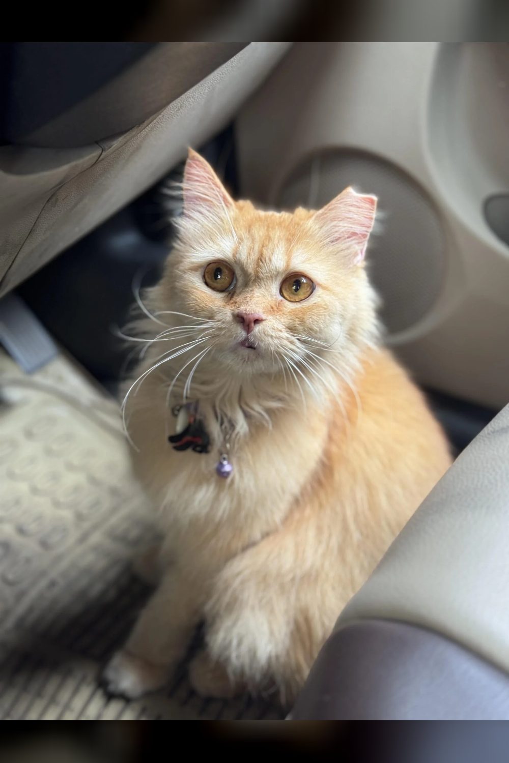 Mitthie, a female Persian cat for adoption — Thane