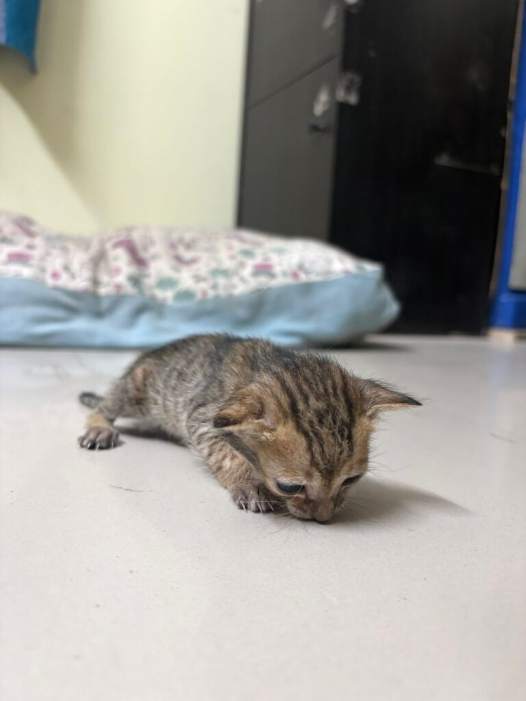 Urgent kitten adoption!