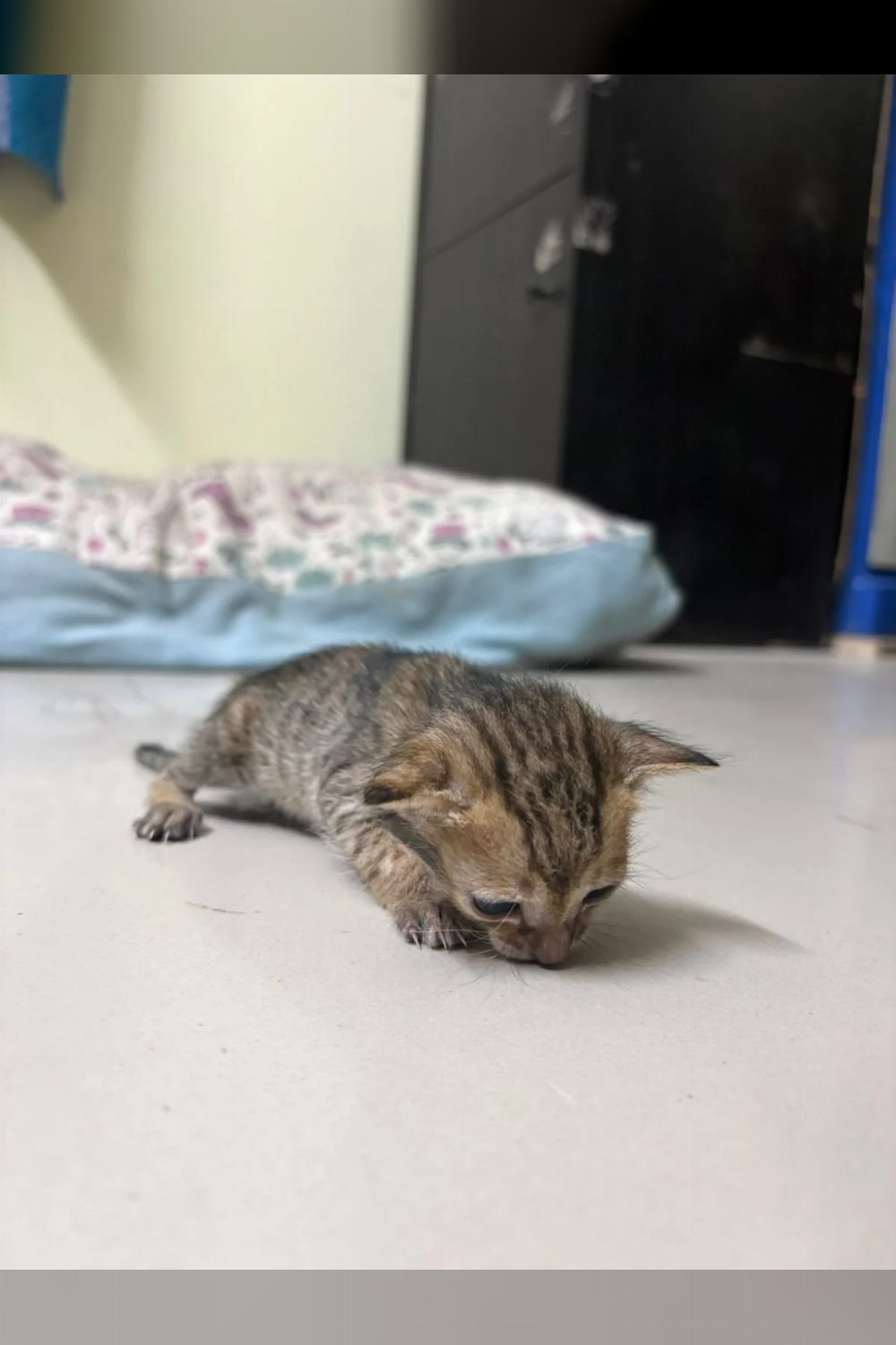 Urgent kitten adoption! — Hyderabad