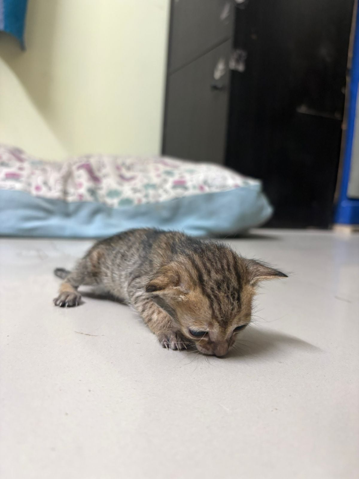Urgent kitten adoption!