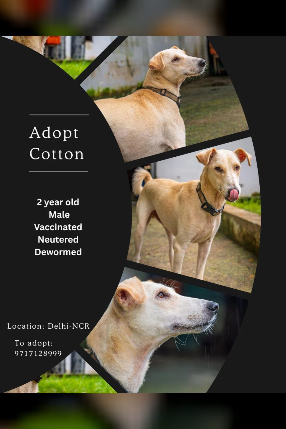 Cotton is a 2-year-old indie boy who has been through so much, but never lost his loving spirit — Delhi NCR