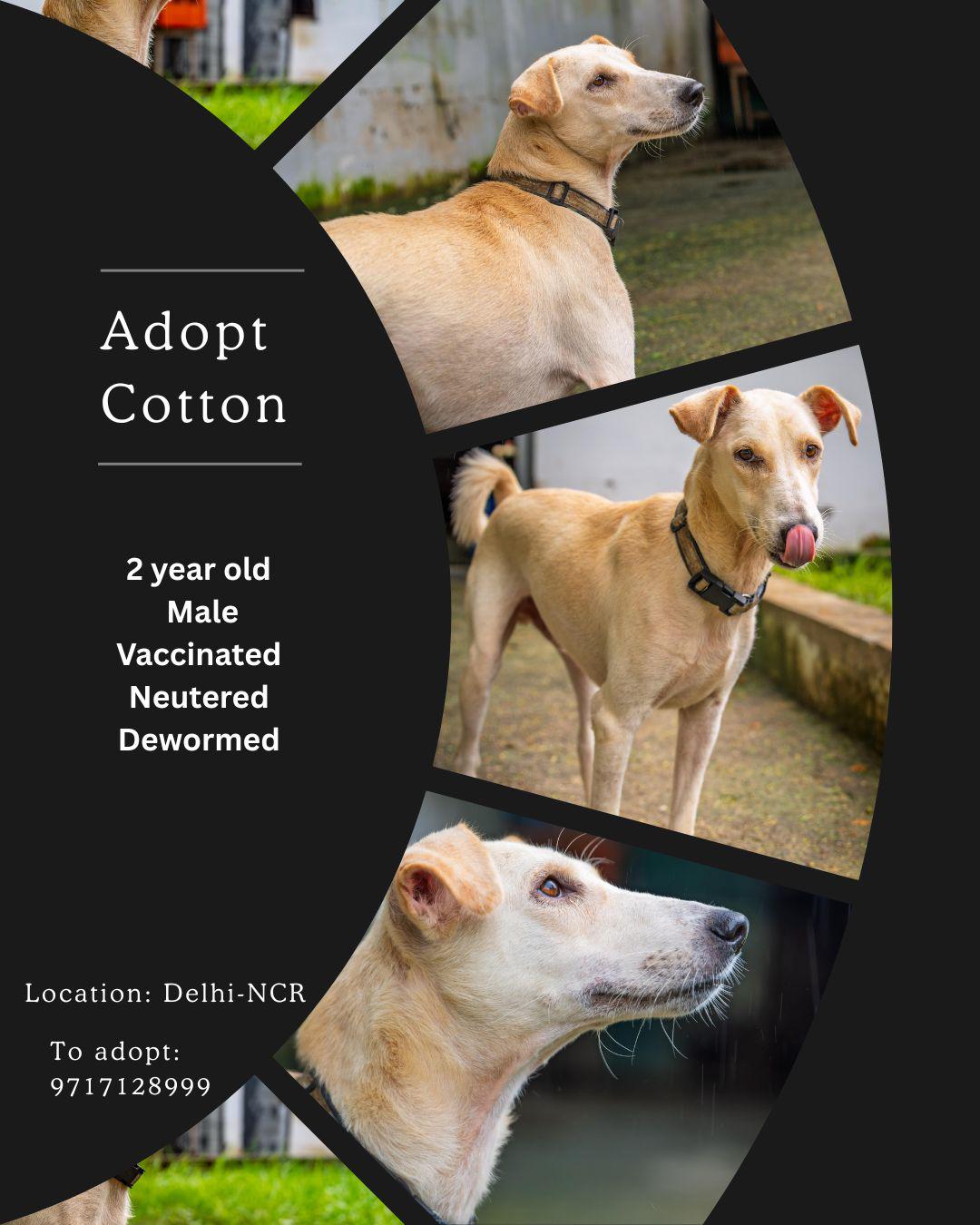 Cotton is a 2-year-old indie boy who has been through so much, but never lost his loving spirit