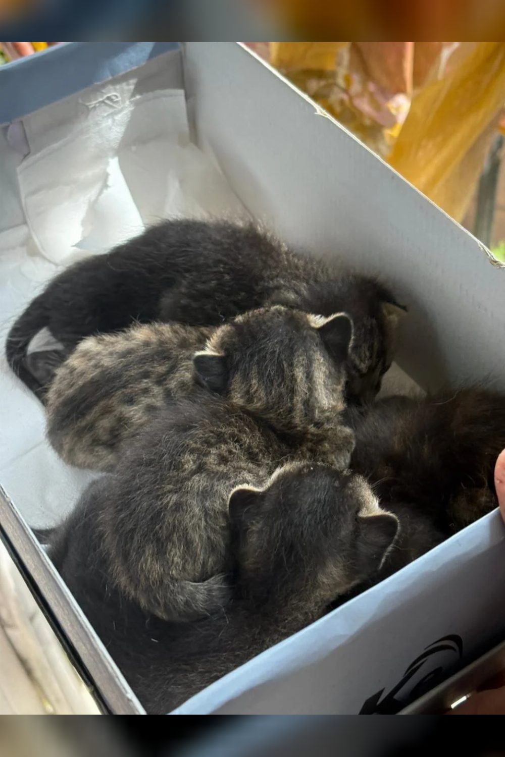 New Delhi — cat adoption