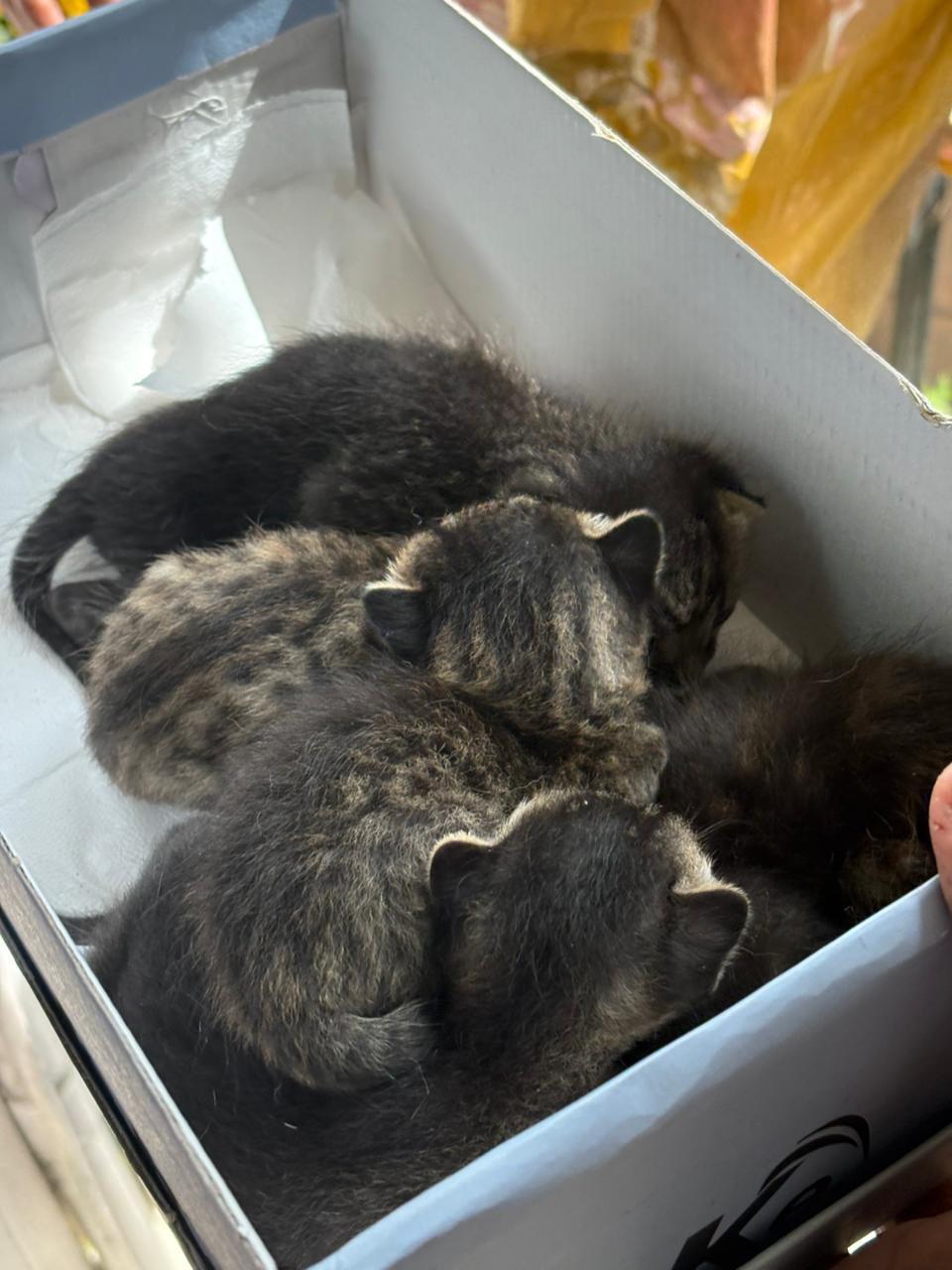 New Delhi - cat adoption