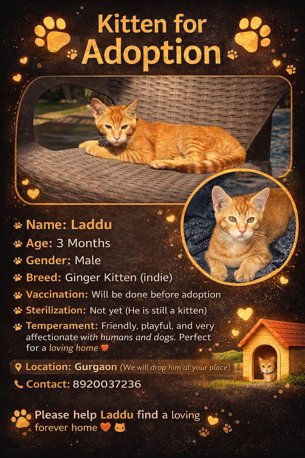 Kitten for adoption in Gurgaon
