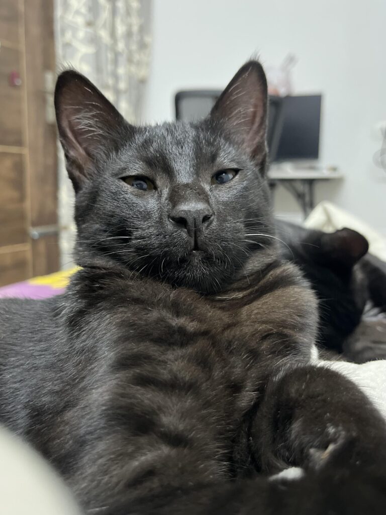 Kittens for adoption, litter trained, vaccinated, sec 55 ggn