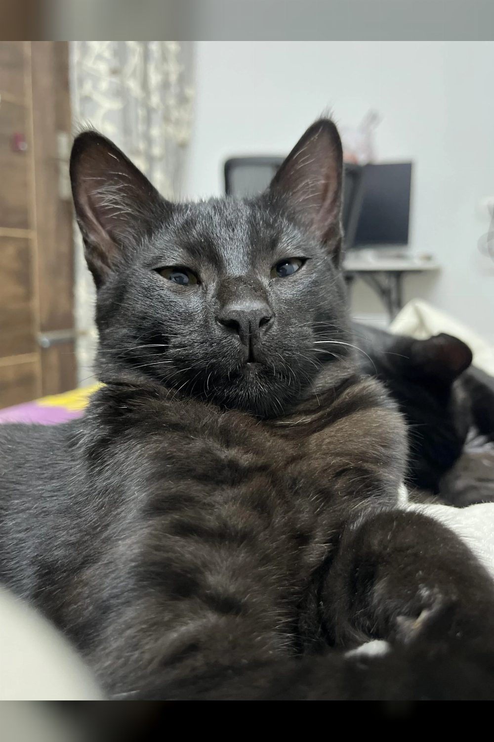 4.5-month-old female kitten for adoption — Delhi NCR